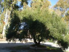 Se vende finca con restaurante y vivienda en Ronda